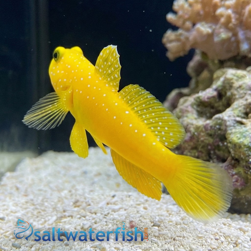 Yellow Watchman Shrimpgoby