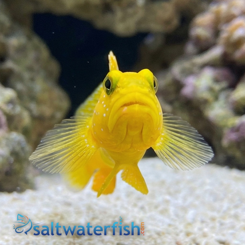 Yellow Watchman Shrimpgoby: Colored