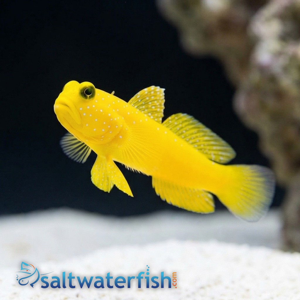 Yellow Watchman Shrimpgoby: Colored