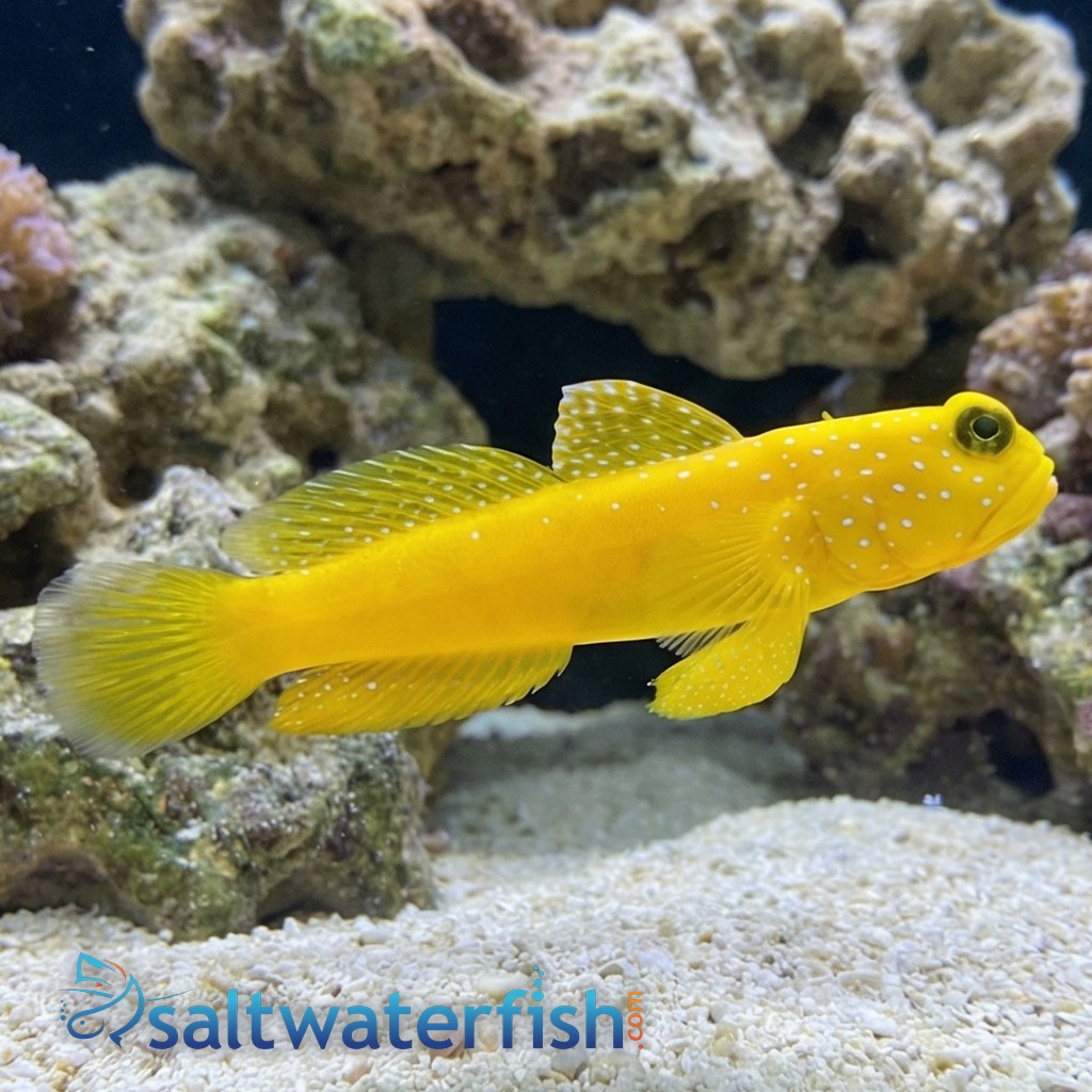Yellow Watchman Shrimpgoby: Colored