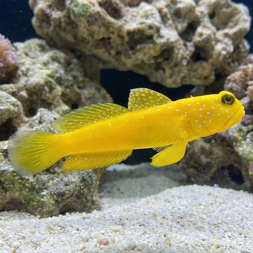 Yellow Watchman Shrimpgoby: Colored