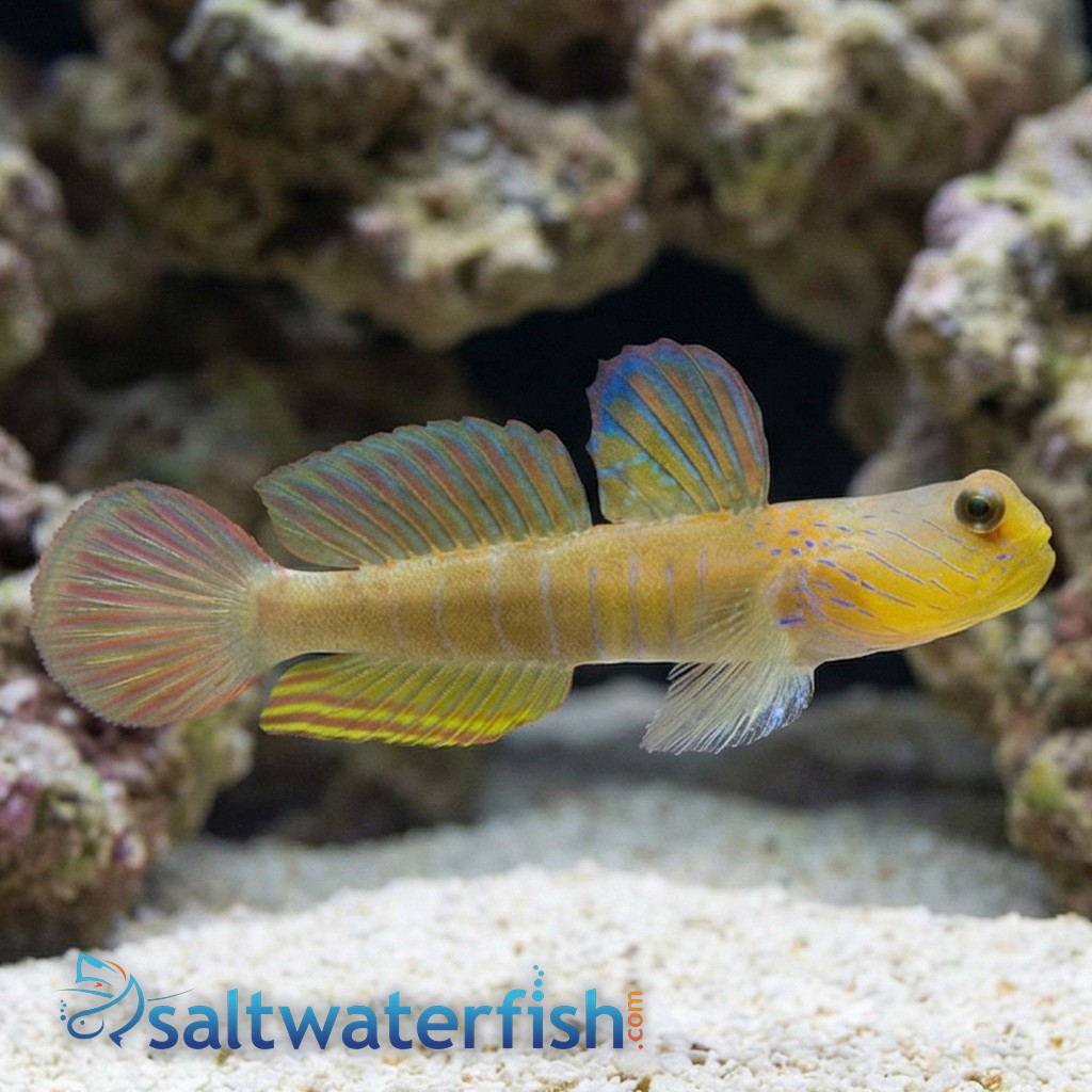 Blue Streak Watchman Goby