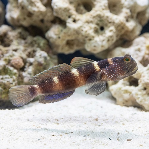 Blue Fin Watchman Goby