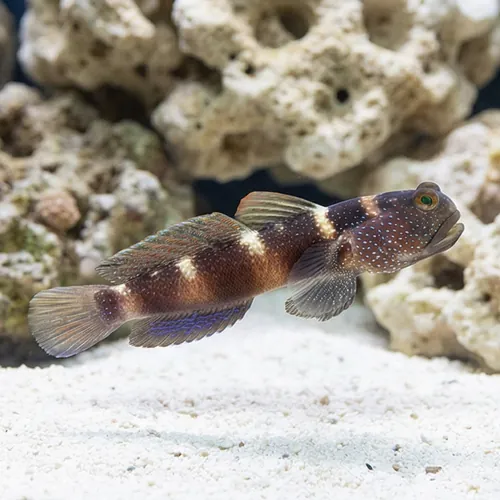 Blue Fin Watchman Goby