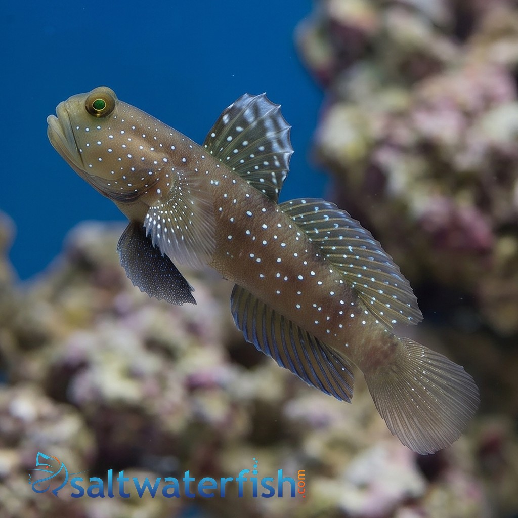 Spotted Watchman Shrimpgoby