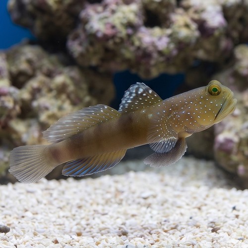 Spotted Watchman Shrimpgoby
