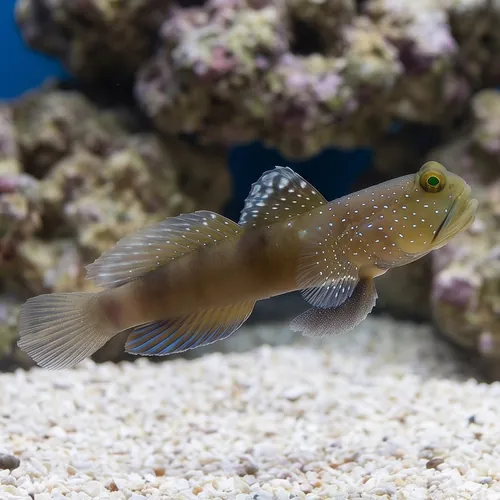 Spotted Watchman Shrimpgoby