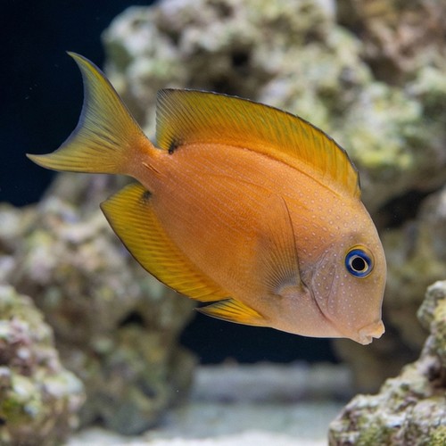 Blue Eyed Tang - MAC Certified Fiji