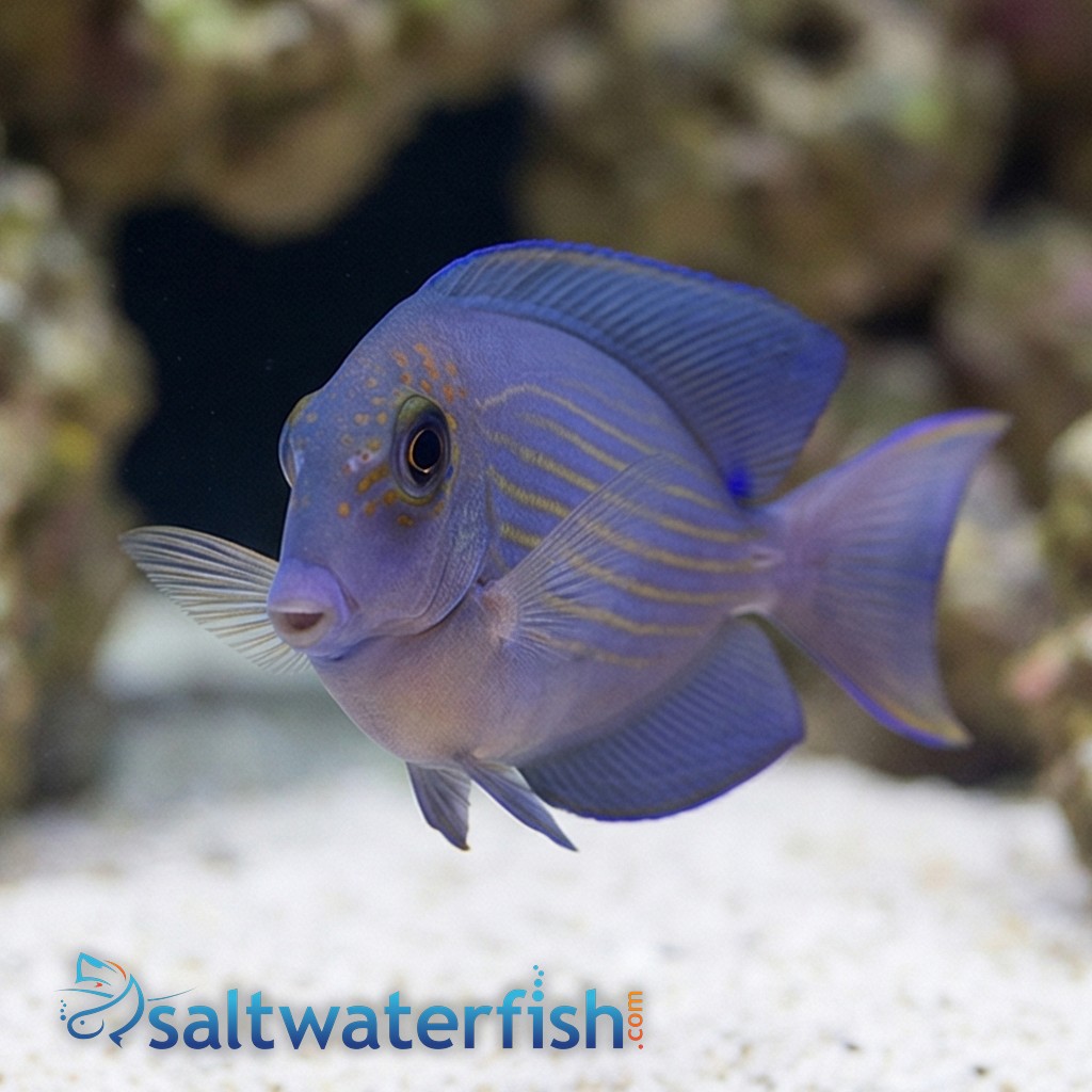 Striated (Orange Stripe) Tang