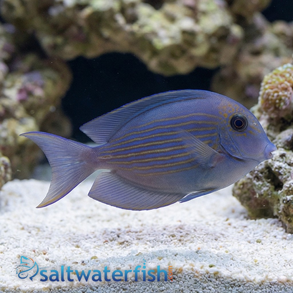 Striated (Orange Stripe) Tang