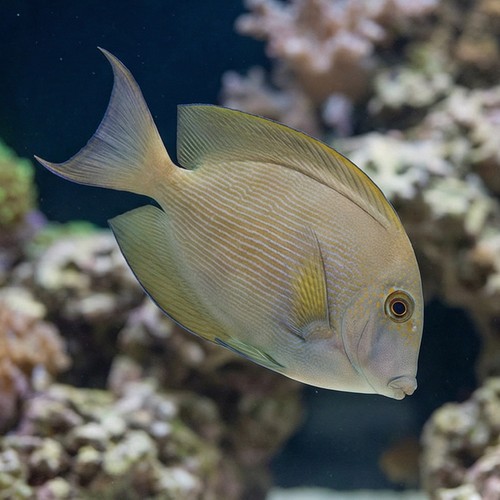 Striated (Orange Stripe) Tang