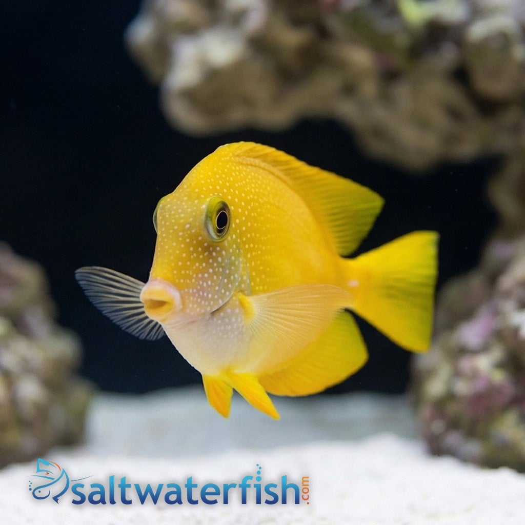 Short Tail Bristletooth Tang