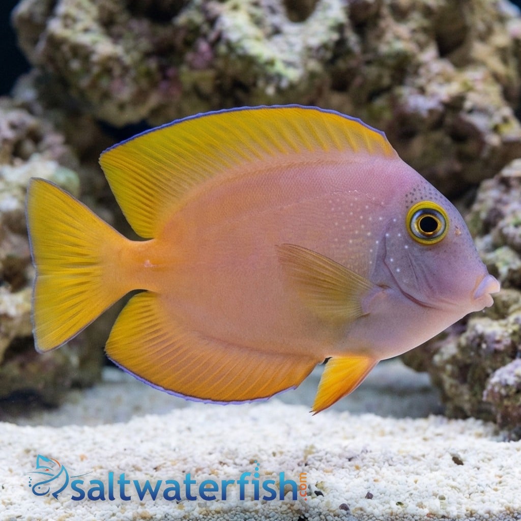 Gold Ring Bristletooth Tang
