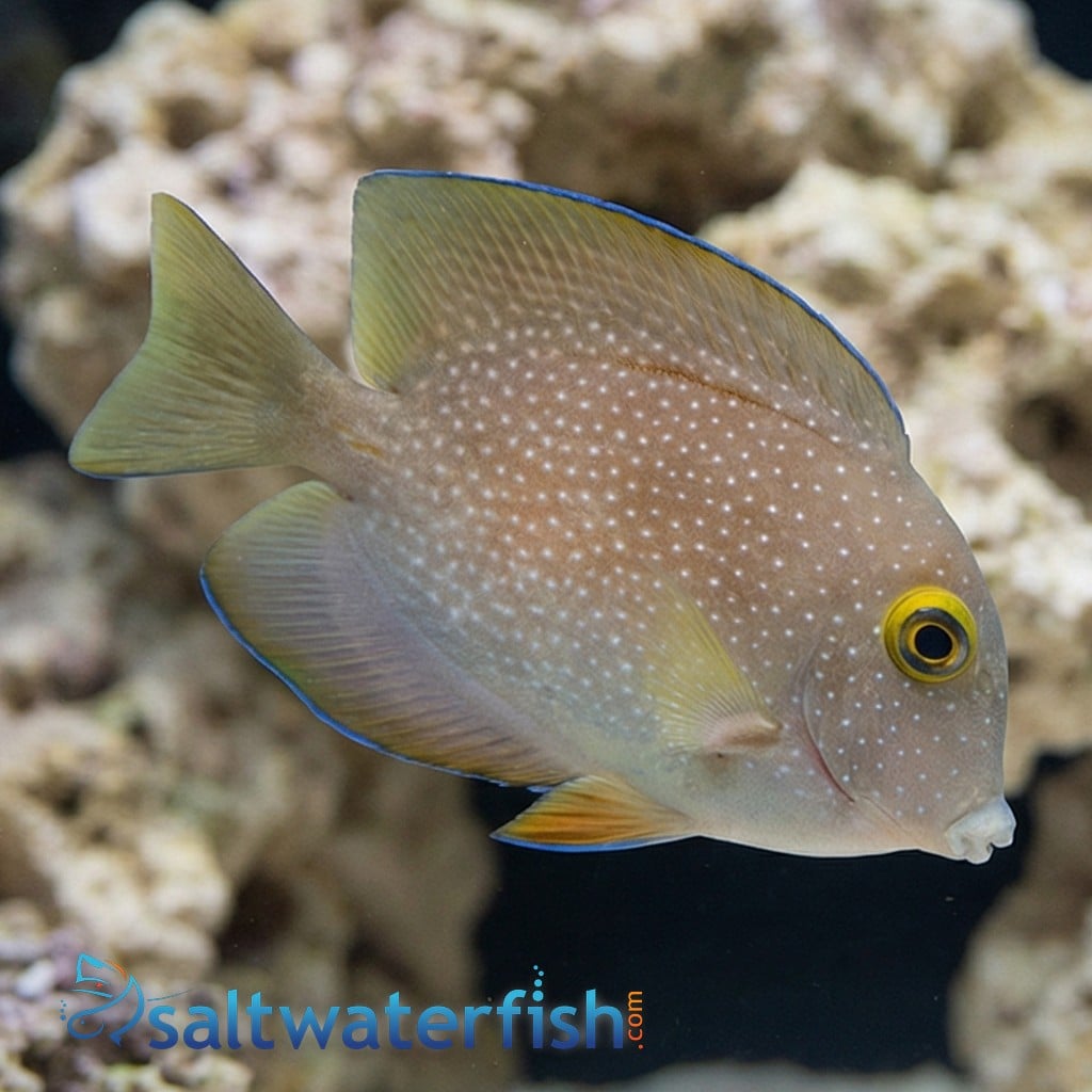 Gold Ring Bristletooth Tang