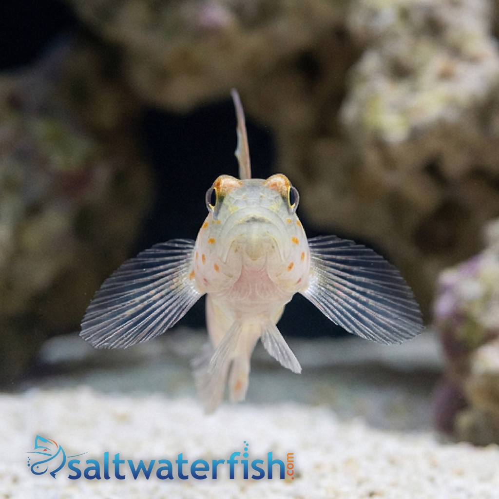 Tangaroa Shrimpgoby