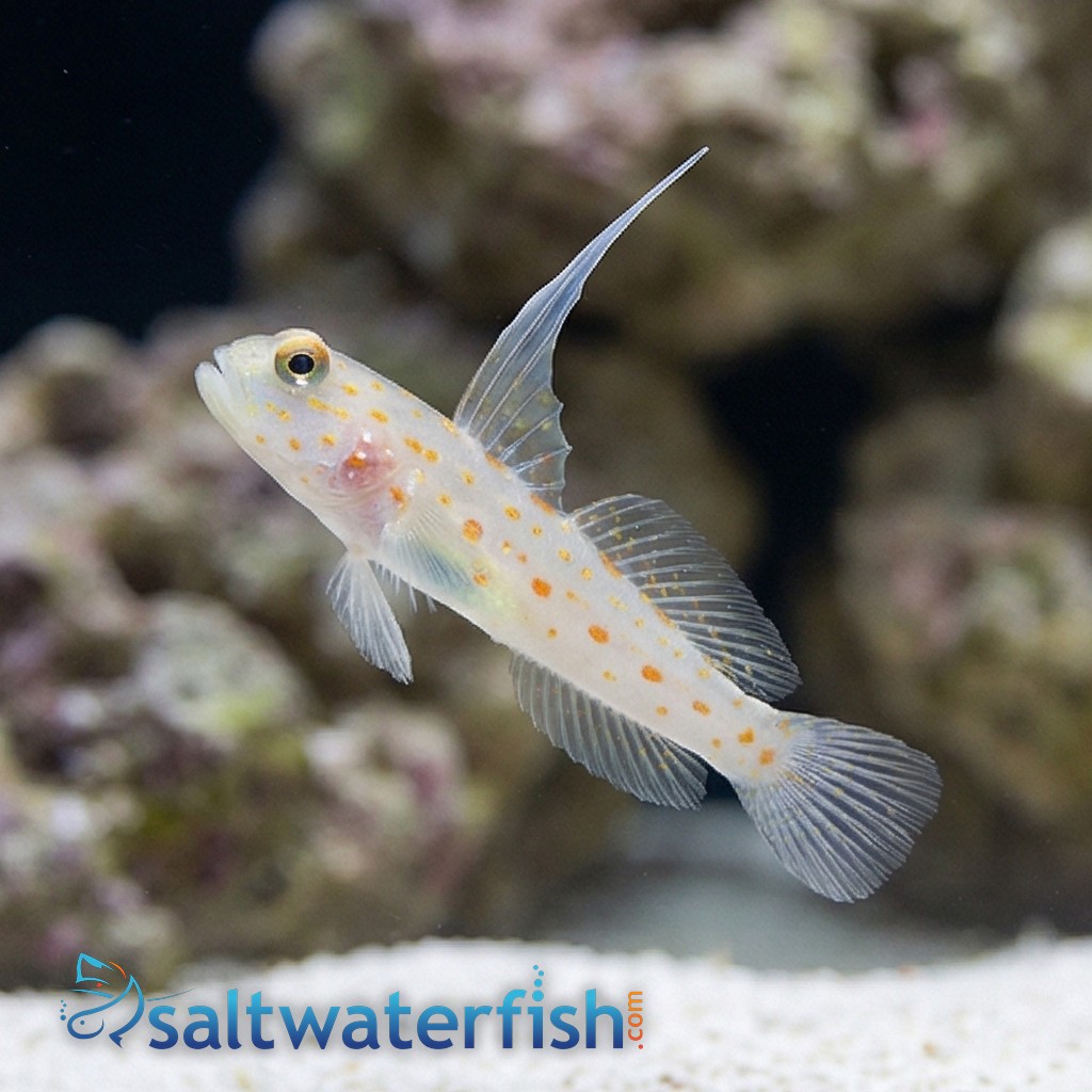 Tangaroa Shrimpgoby