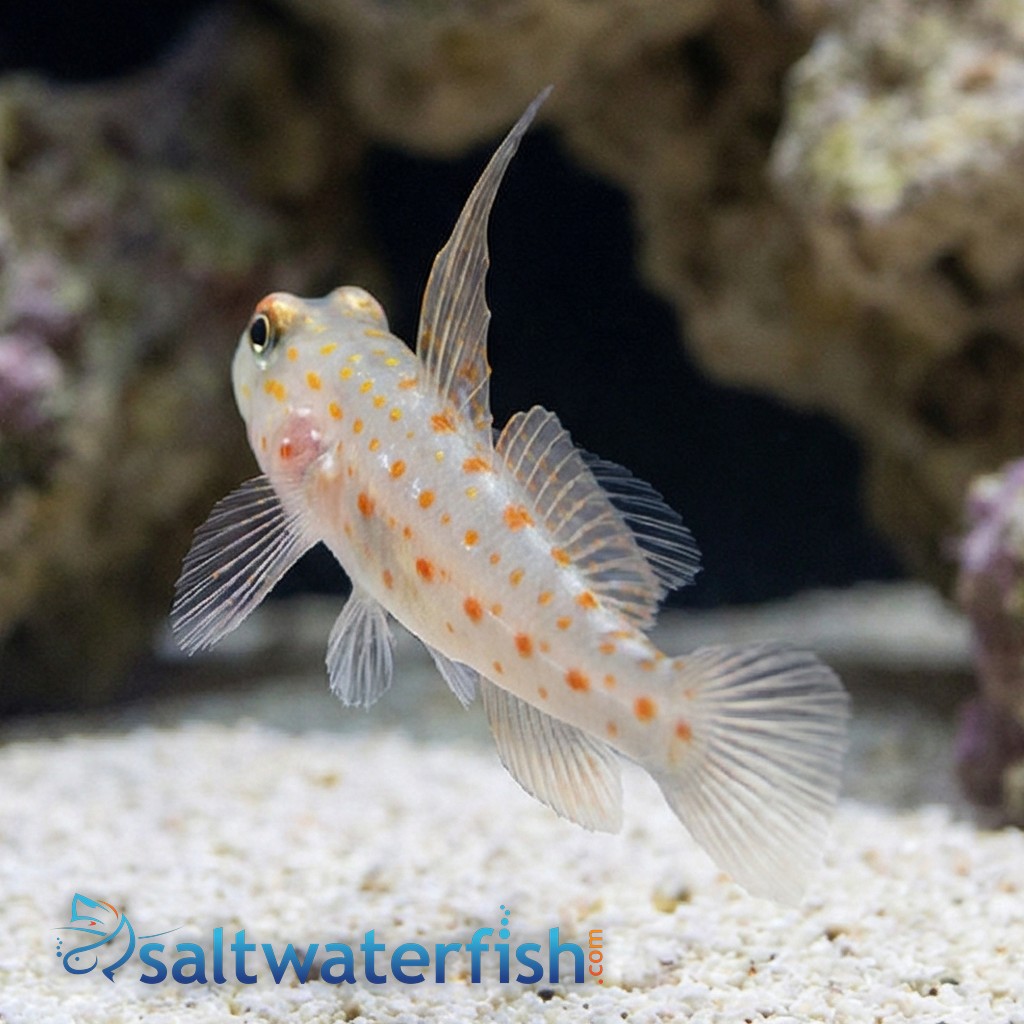 Tangaroa Shrimpgoby