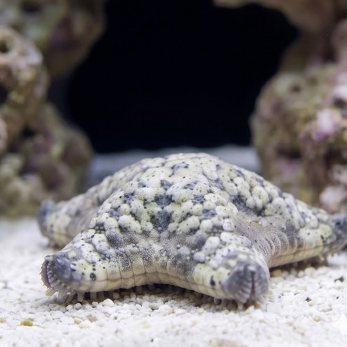 Pillow Cushion Starfish