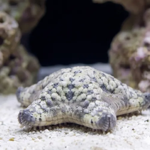 Pillow Cushion Starfish