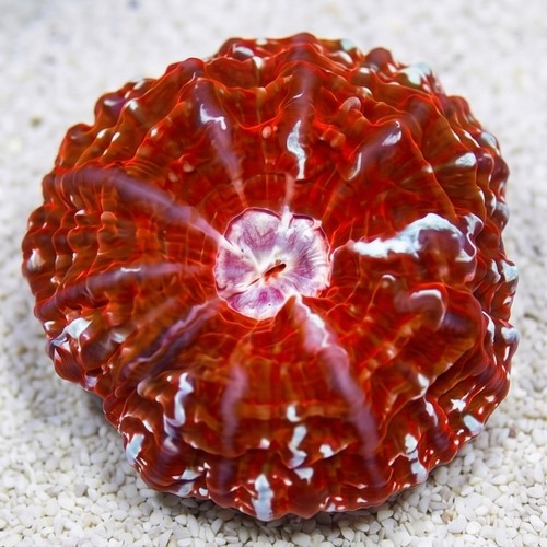 Red Button Coral 