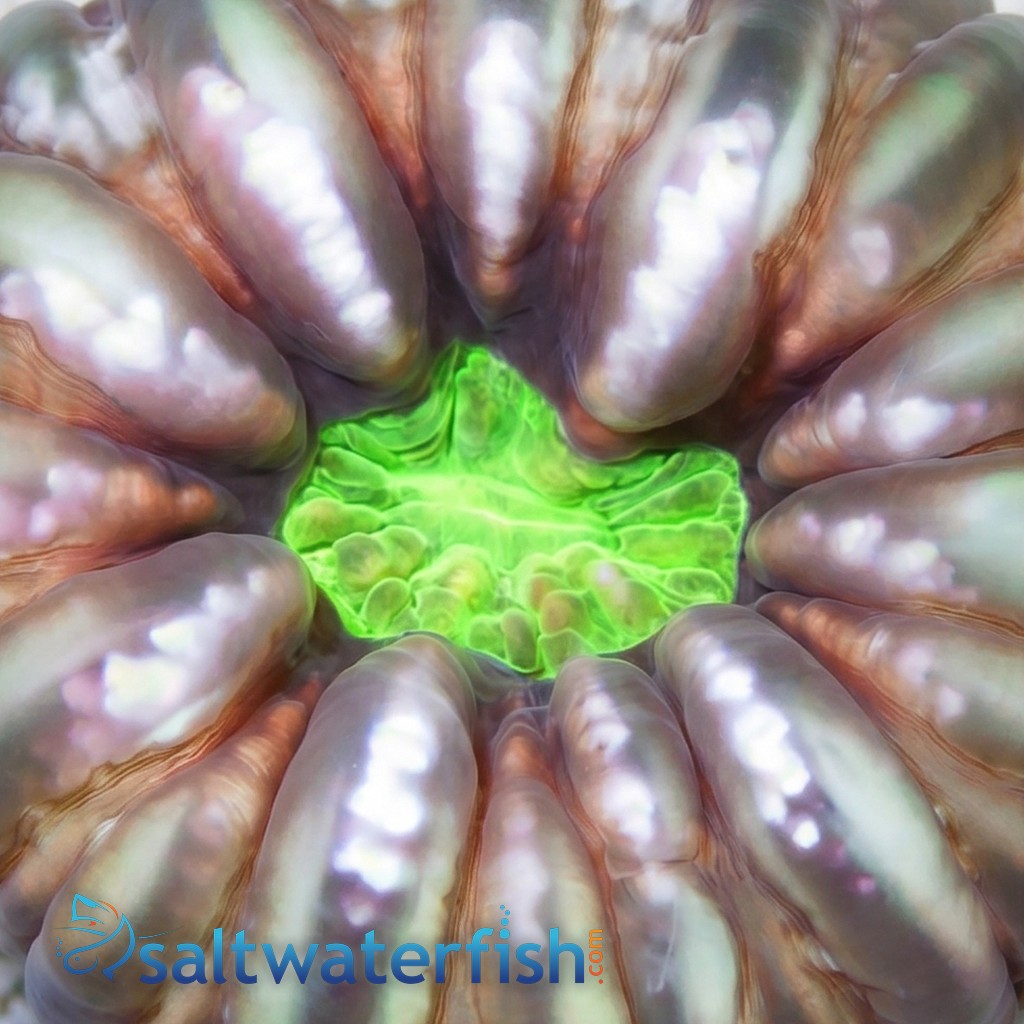 Button Cynarina Coral - Australia