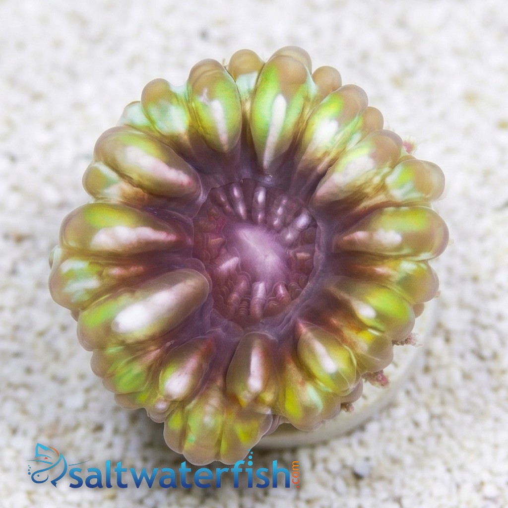 Button Cynarina Coral - Australia