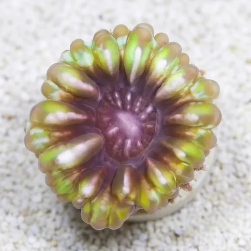 Button Cynarina Coral - Australia