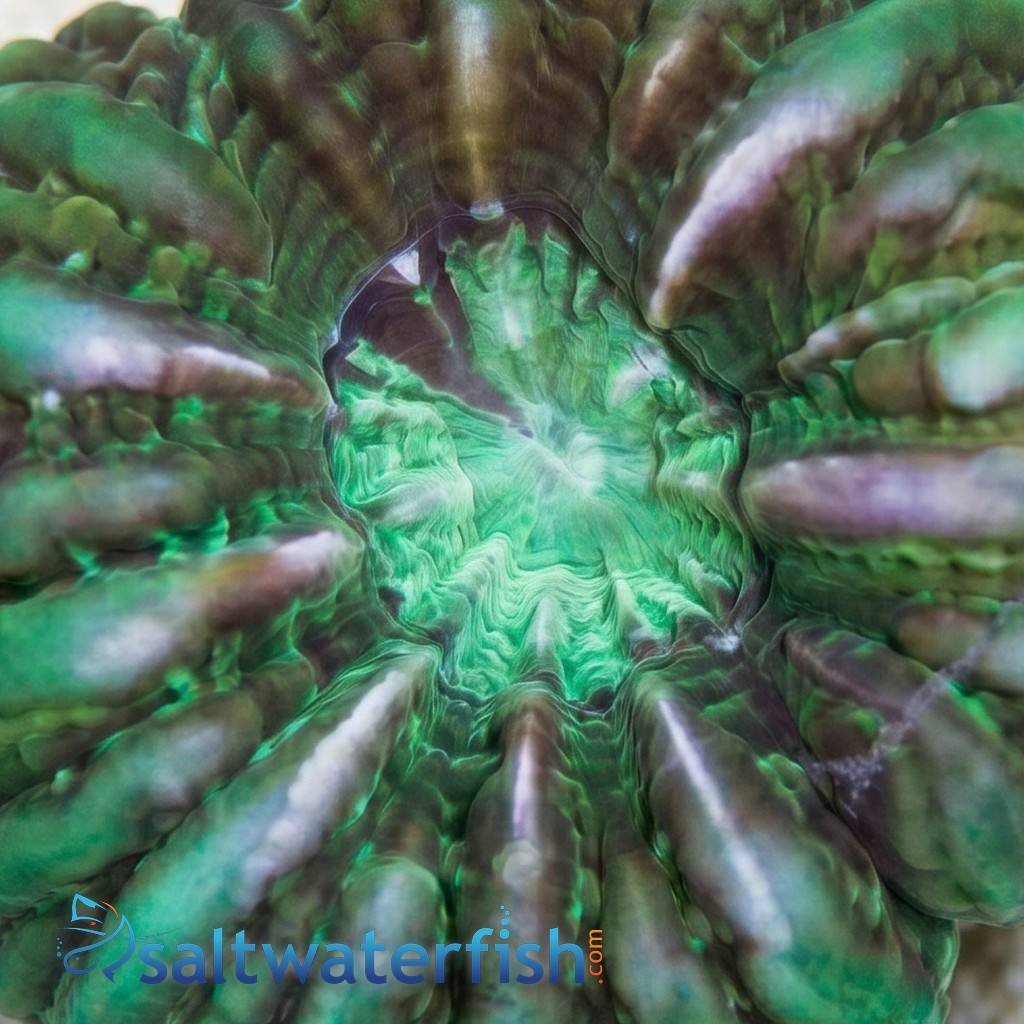 Button Coral Cynarina - Green