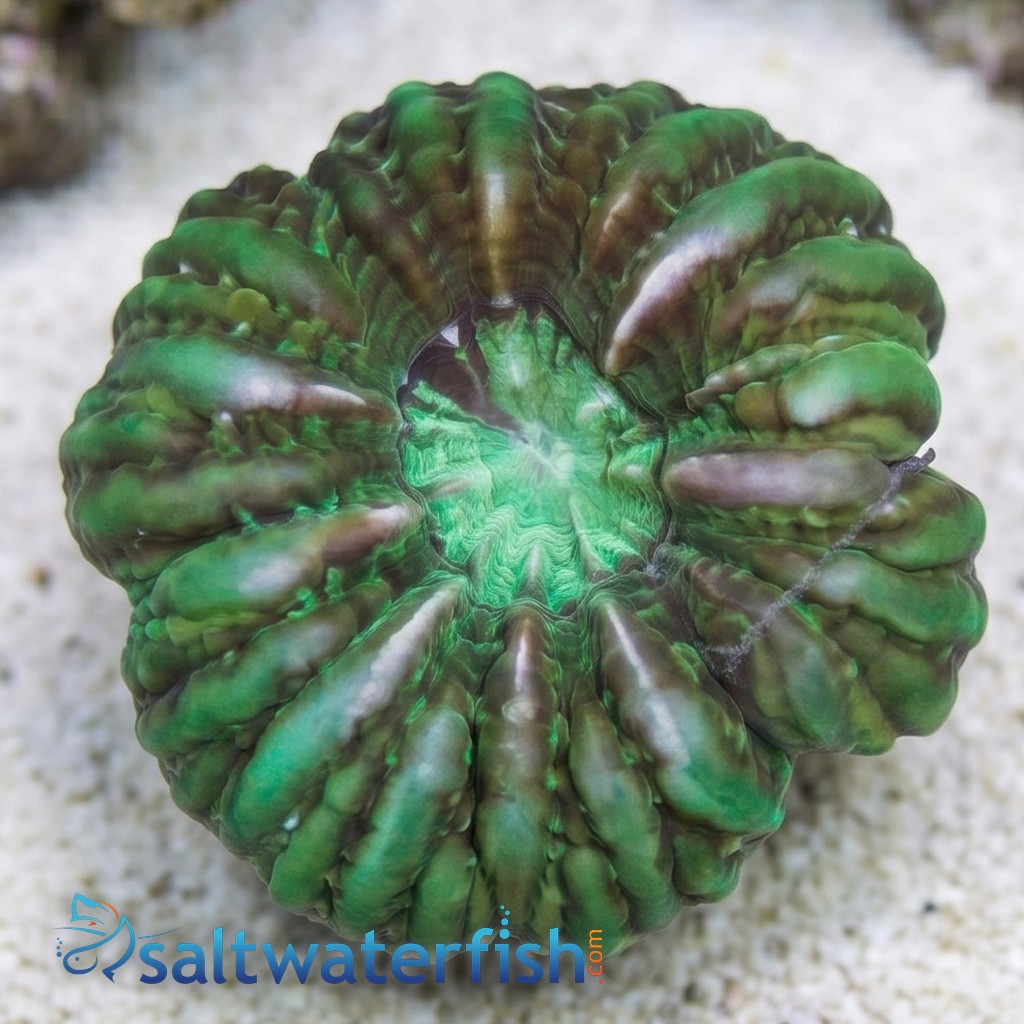 Button Coral Cynarina - Green