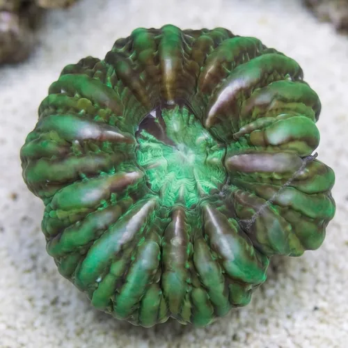 Button Coral Cynarina - Green