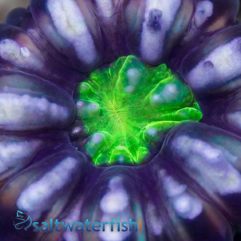 Button Coral (Cynaria) : Ultra Color - South Pacific