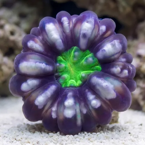 Button Coral (Cynaria) : Ultra Color - South Pacific