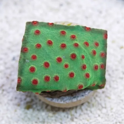 Meteor Shower Cyphastrea - Aquacultured