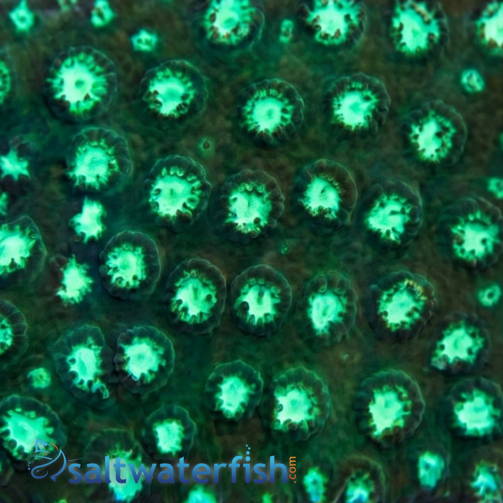 Cyphastrea Green w/ Teal Polyps - Aquacultured