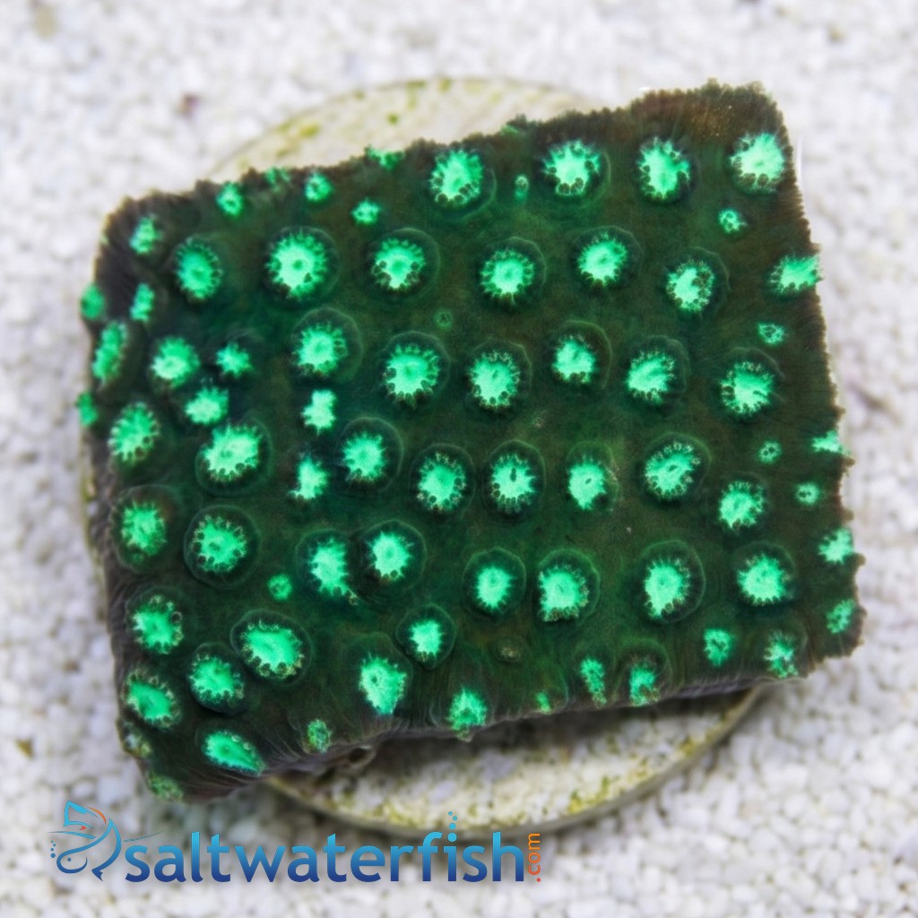 Cyphastrea Green w/ Teal Polyps - Aquacultured