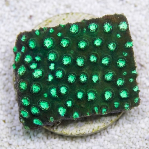 Cyphastrea Green w/ Teal Polyps - Aquacultured