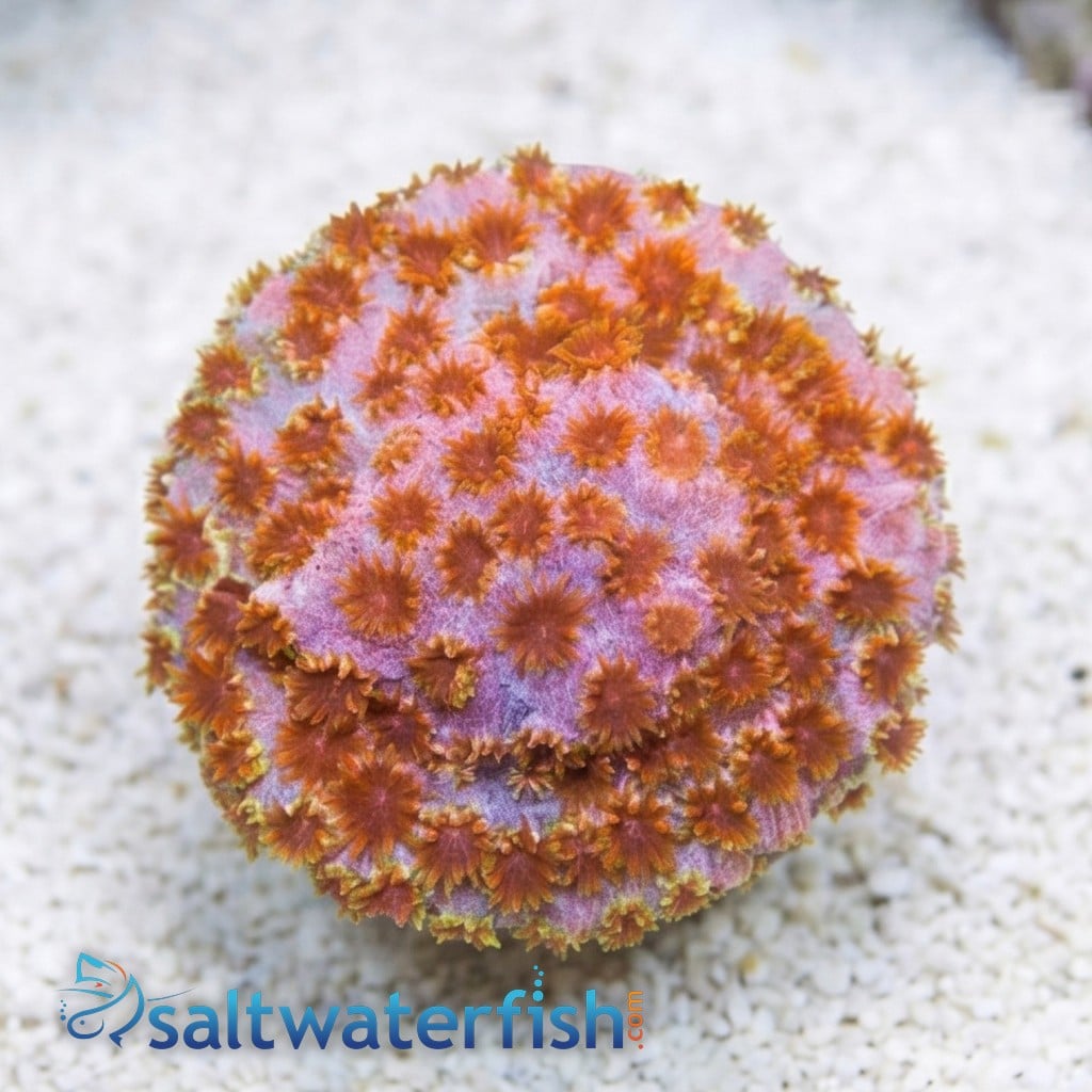 Cyphastrea "Skittles Bomb" - Aquacultured