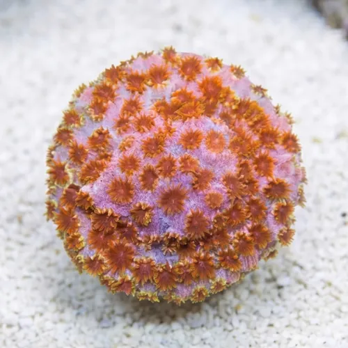 Cyphastrea "Skittles Bomb" - Aquacultured