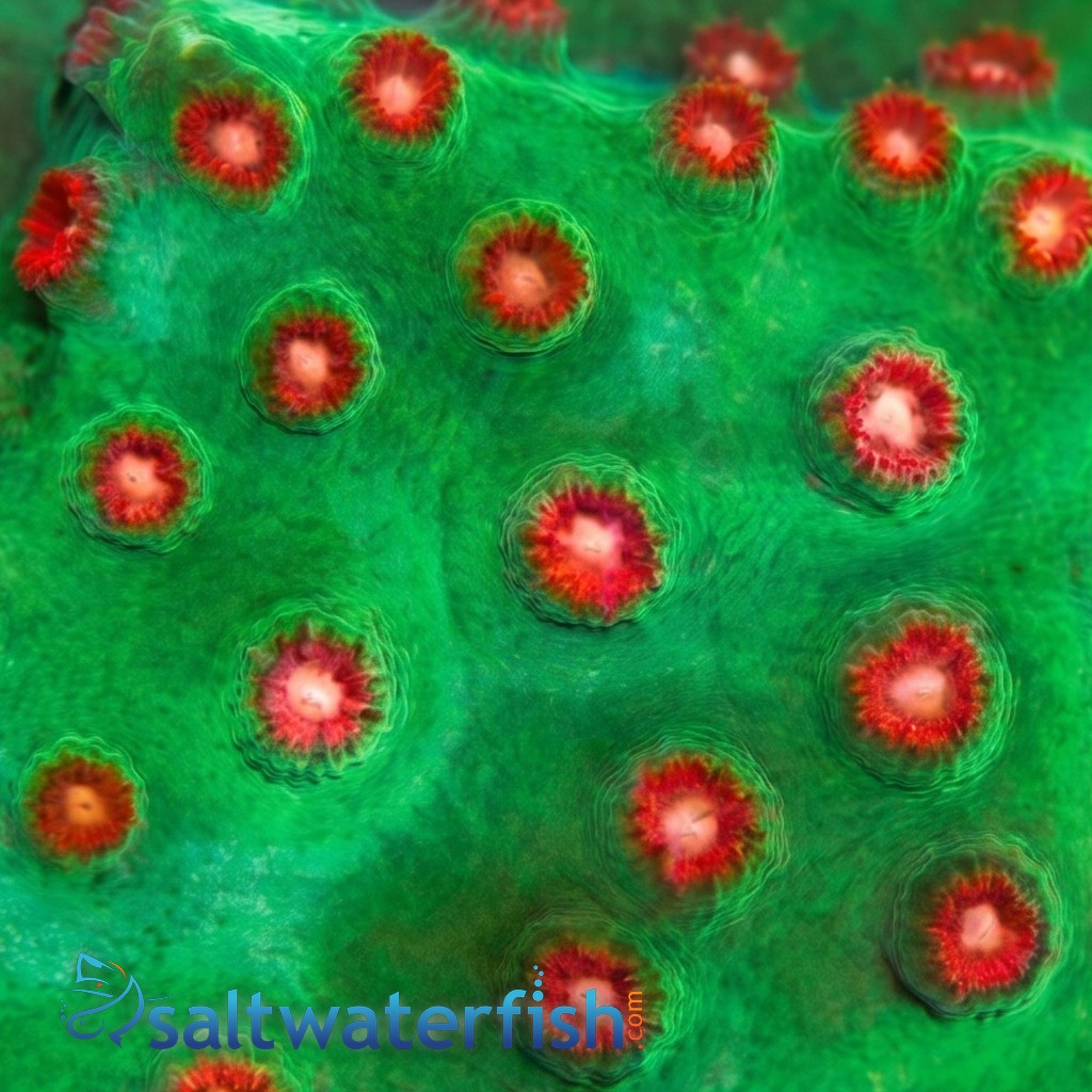 Cyphastrea "Jingle Bells" Green w/ Red Polyps - Aquacultured