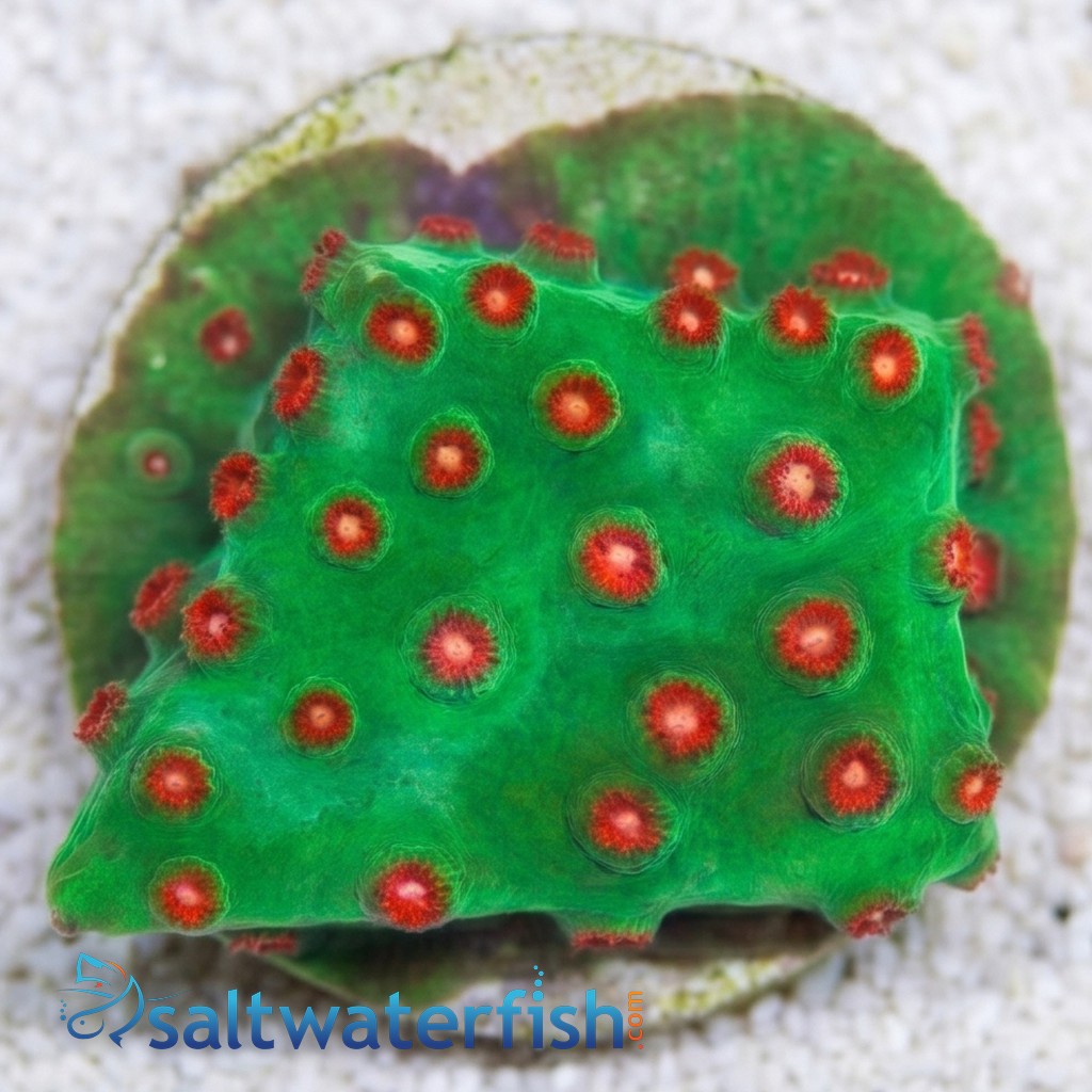 Cyphastrea "Jingle Bells" Green w/ Red Polyps - Aquacultured