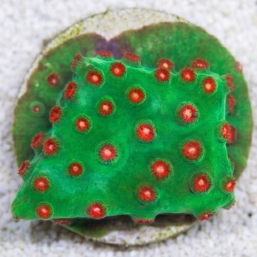 Cyphastrea "Jingle Bells" Green w/ Red Polyps - Aquacultured