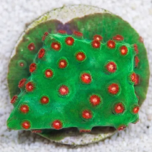 Cyphastrea "Jingle Bells" Green w/ Red Polyps - Aquacultured