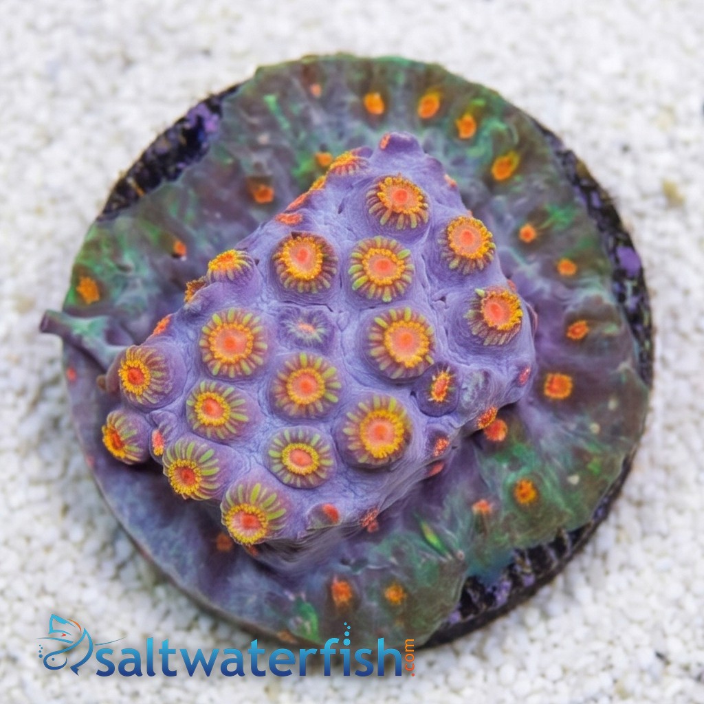 Cyphastrea "Bizzaro" Blue w/ Orange Polyps - Aquacultured