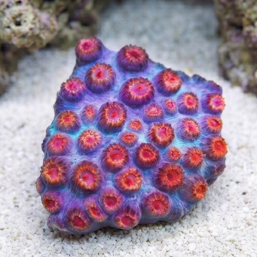 Cyphastrea "Bizzaro" Blue w/ Orange Polyps - Aquacultured