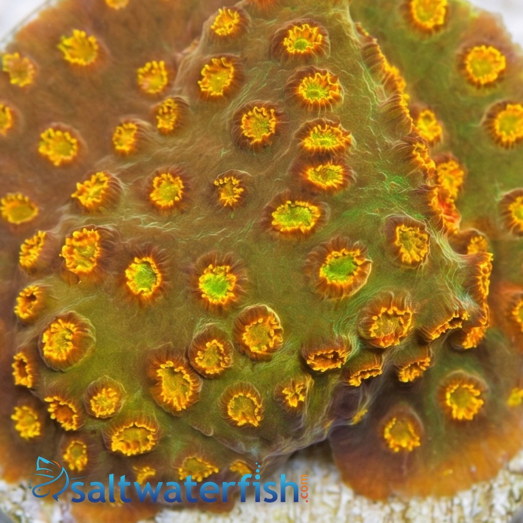 Cyphastrea 24k Gold - Aquacultured