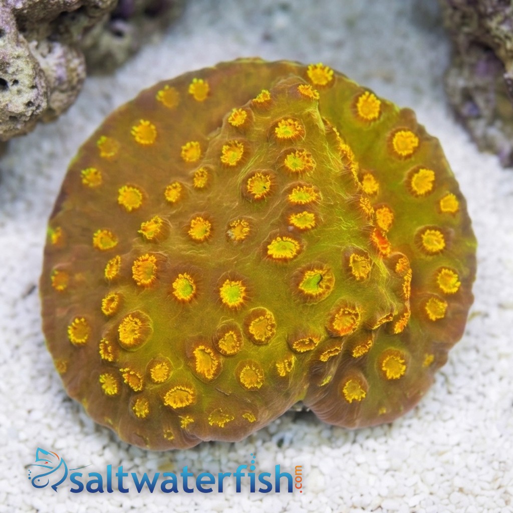 Cyphastrea 24k Gold - Aquacultured