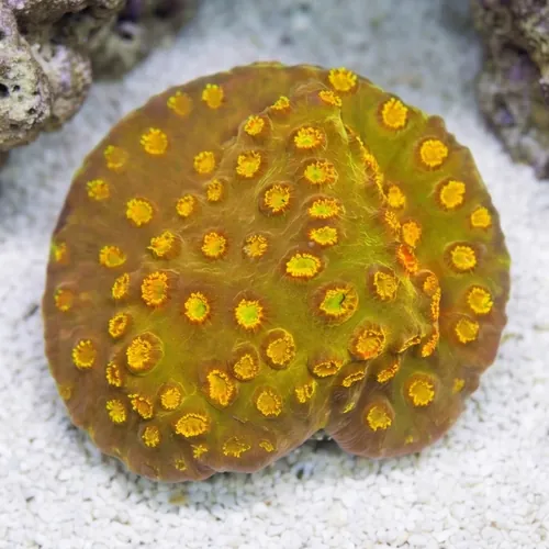Cyphastrea 24k Gold - Aquacultured