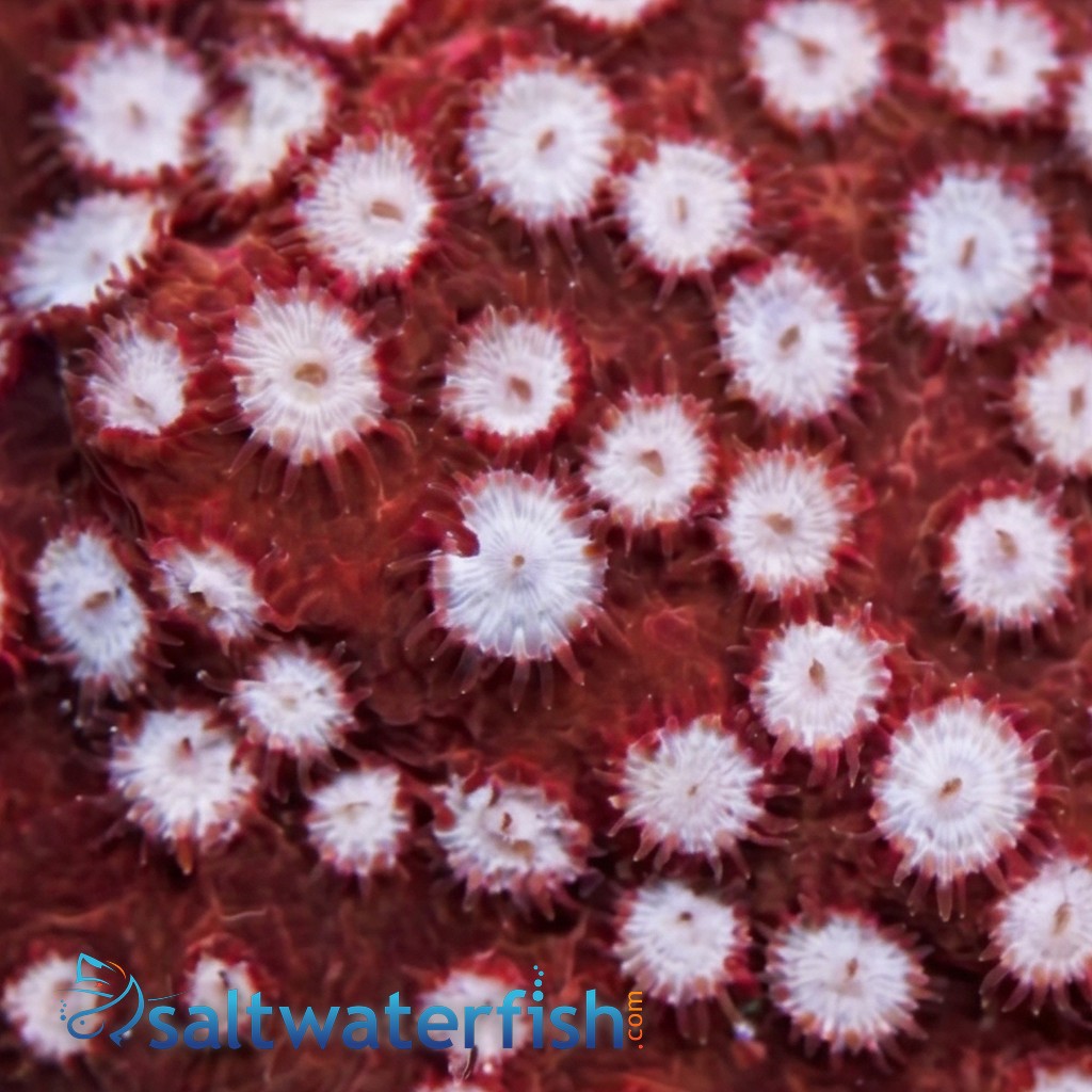 Cyphastrea "Peppermint" Red - Aquacultured