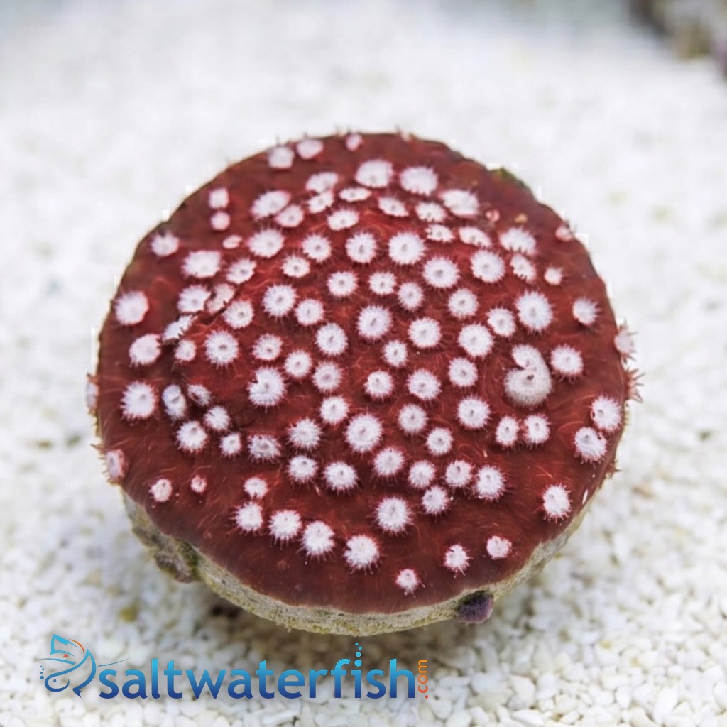 Cyphastrea "Peppermint" Red - Aquacultured