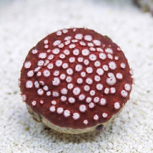 Cyphastrea "Peppermint" Red - Aquacultured
